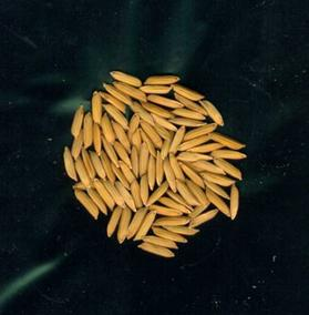 Paddy grains
